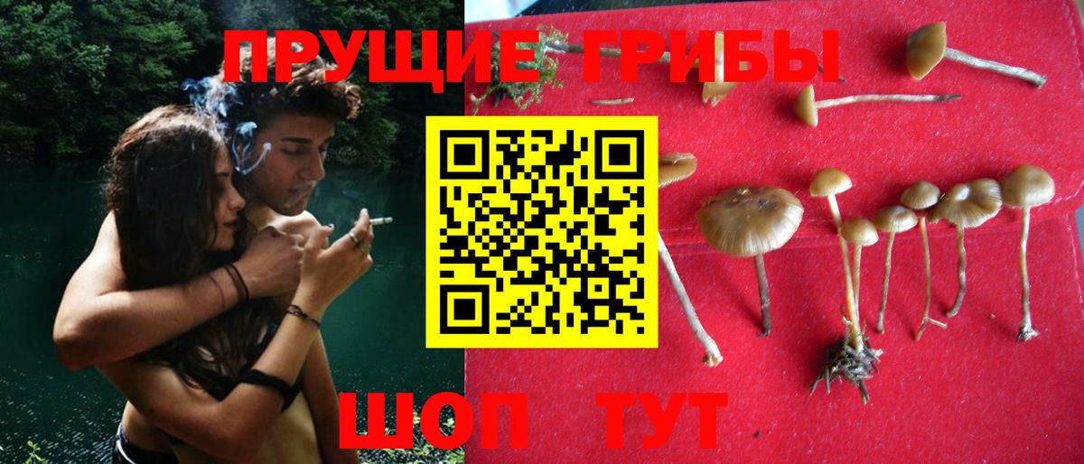 Саранск  Псилоцибиновые грибы Psilocybe  Вход с VPN 
